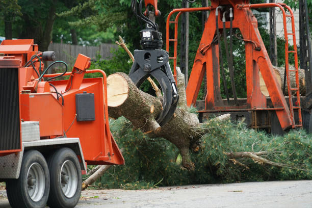 Tree Services